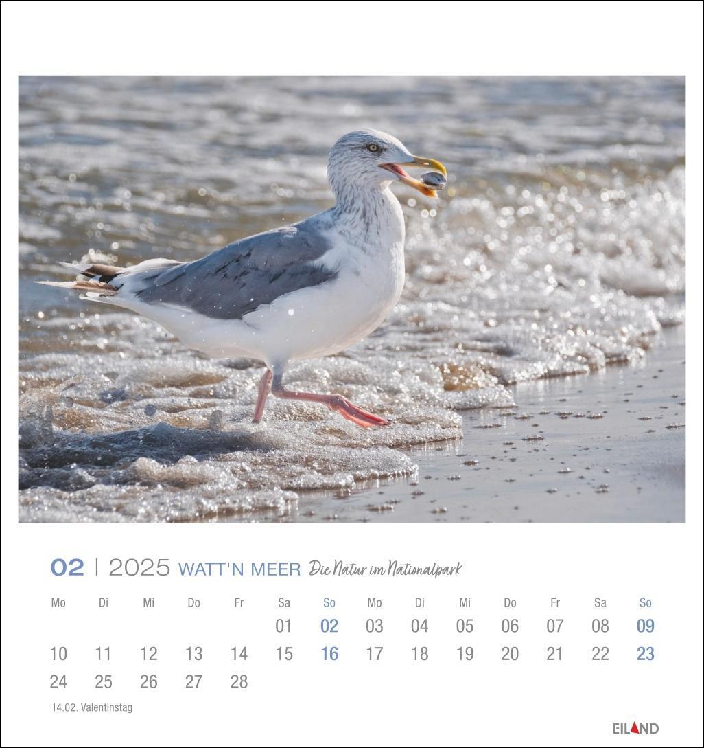 Bild: 9783964023285 | Watt'n Meer Postkartenkalender 2025 - Die Natur im Nationalpark | 2025