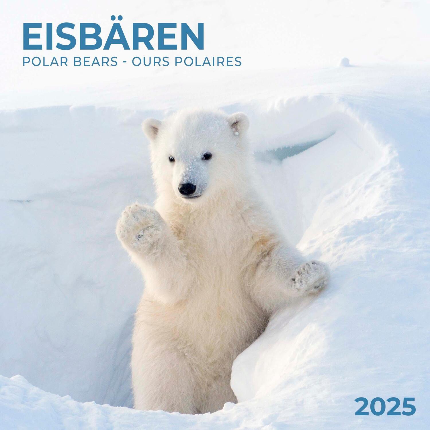 Cover: 9783959294638 | Polar Bears/Eisbärchen 2025 | Kalender 2025 | Kalender | 28 S. | 2025