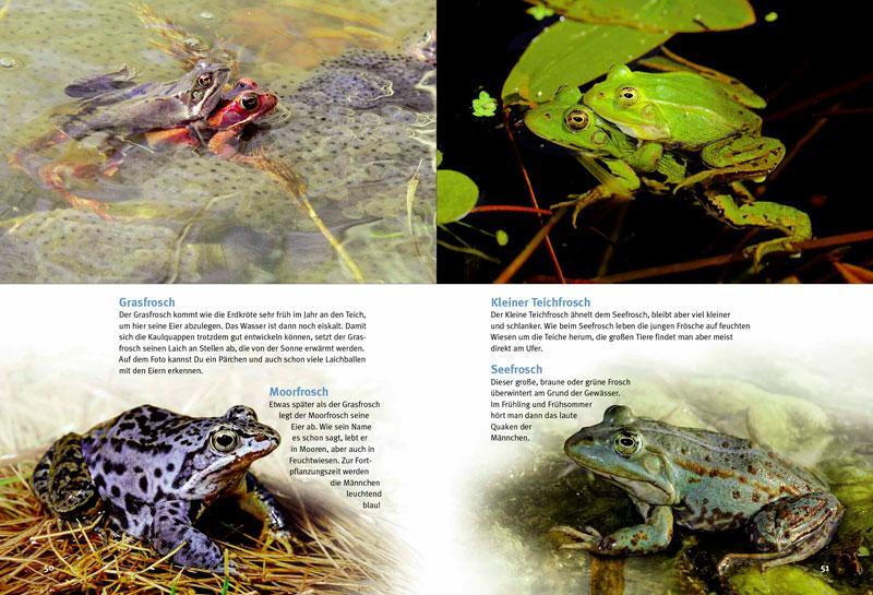 Bild: 9783866592162 | Entdecke die Amphibien | Kriton Kunz | Buch | 56 S. | Deutsch | 2012