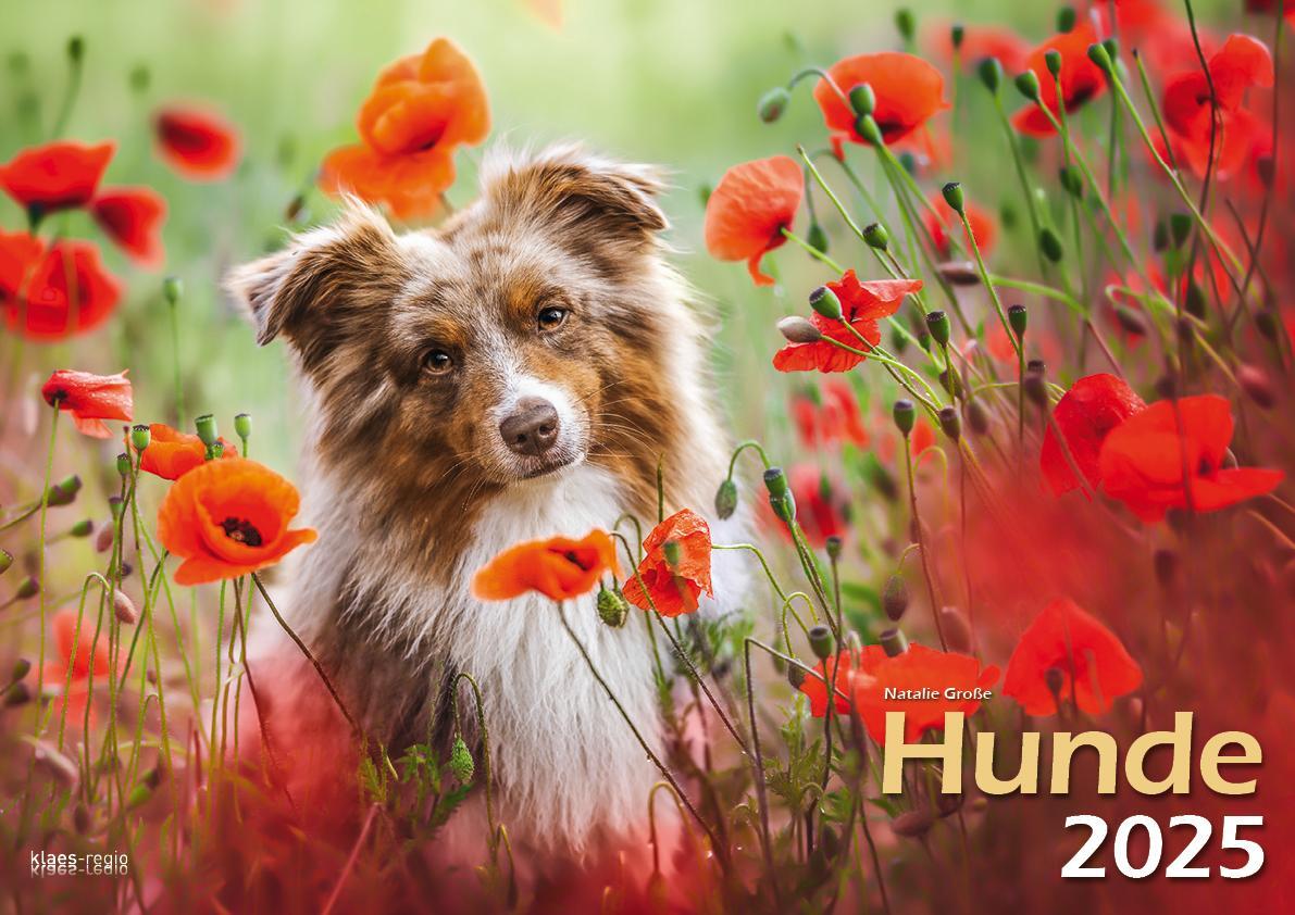 Cover: 9783965352346 | Hunde 2025 Bildkalender A3 quer - Natalie Große | Holger Klaes | 2025