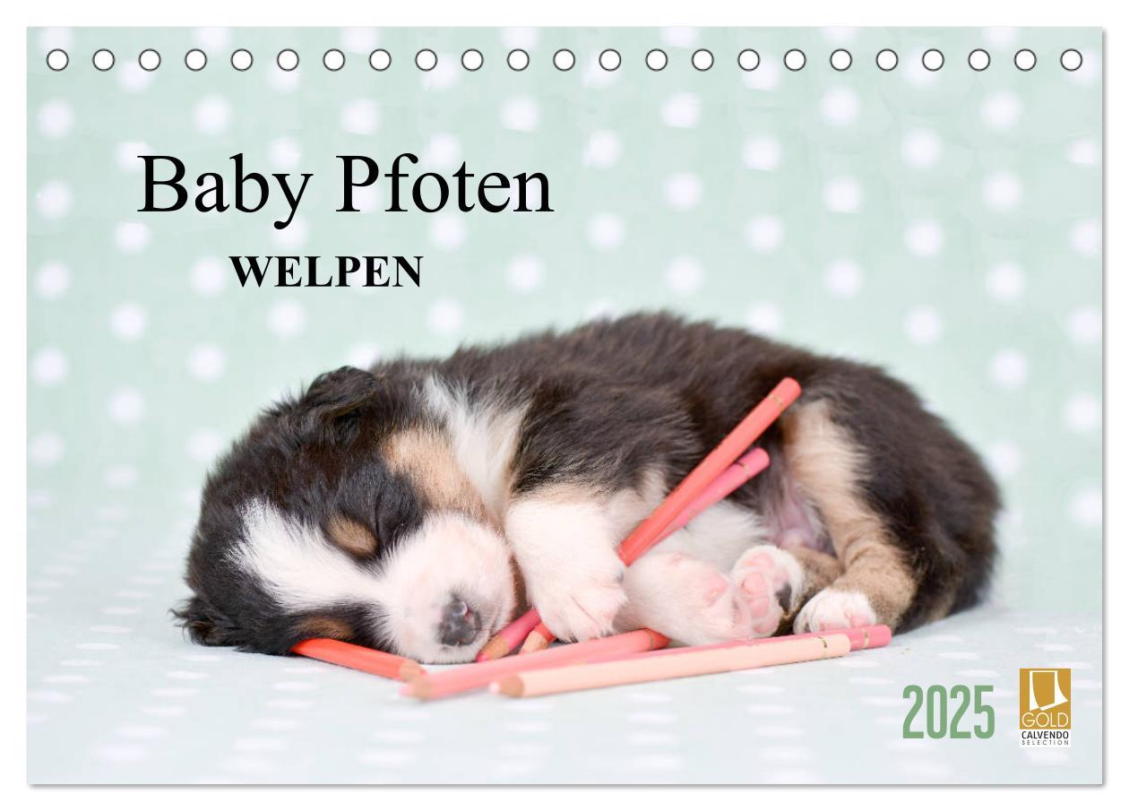 Cover: 9783435322923 | Baby Pfoten (Tischkalender 2025 DIN A5 quer), CALVENDO Monatskalender