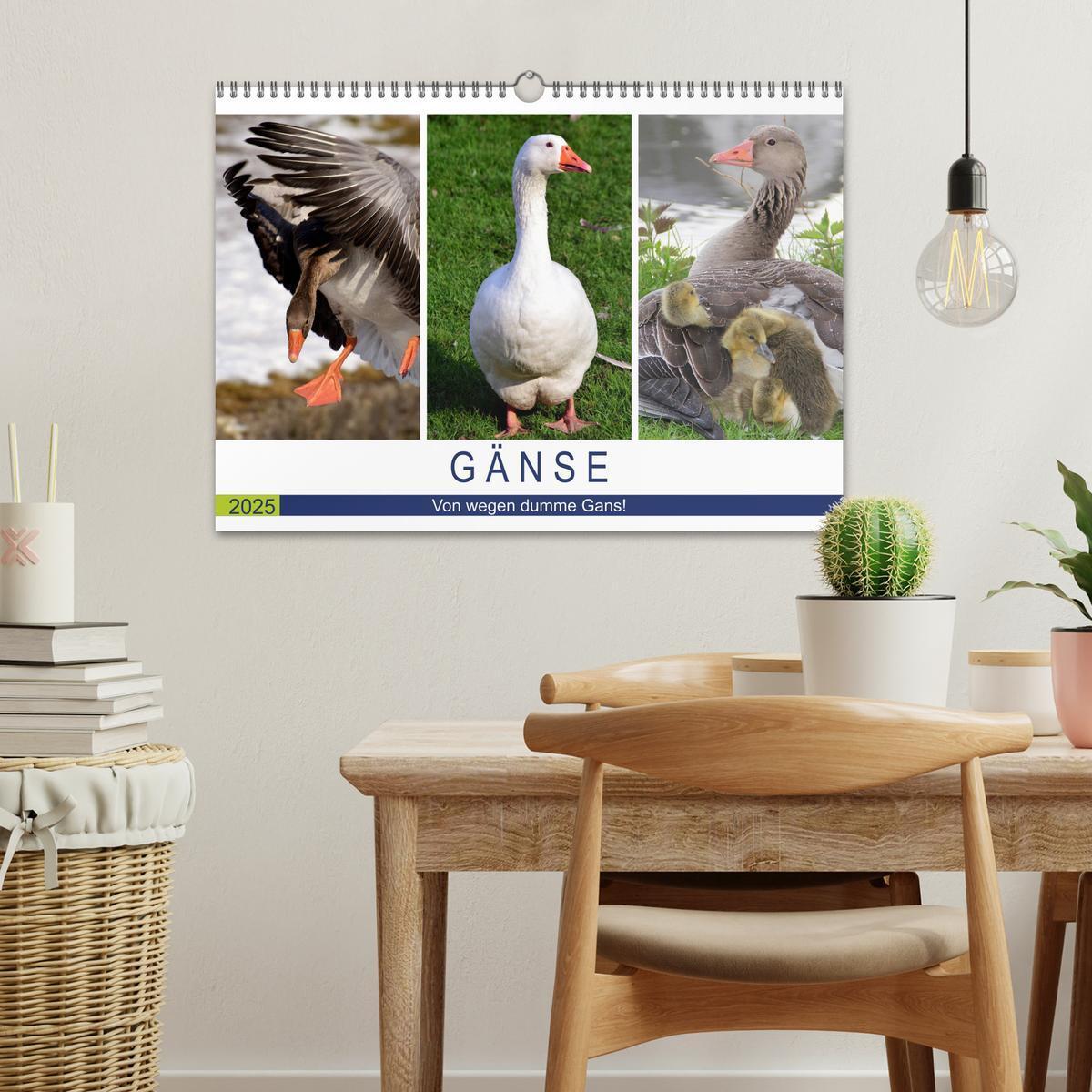 Bild: 9783435316380 | Gänse. Von wegen dumme Gans! (Wandkalender 2025 DIN A3 quer),...