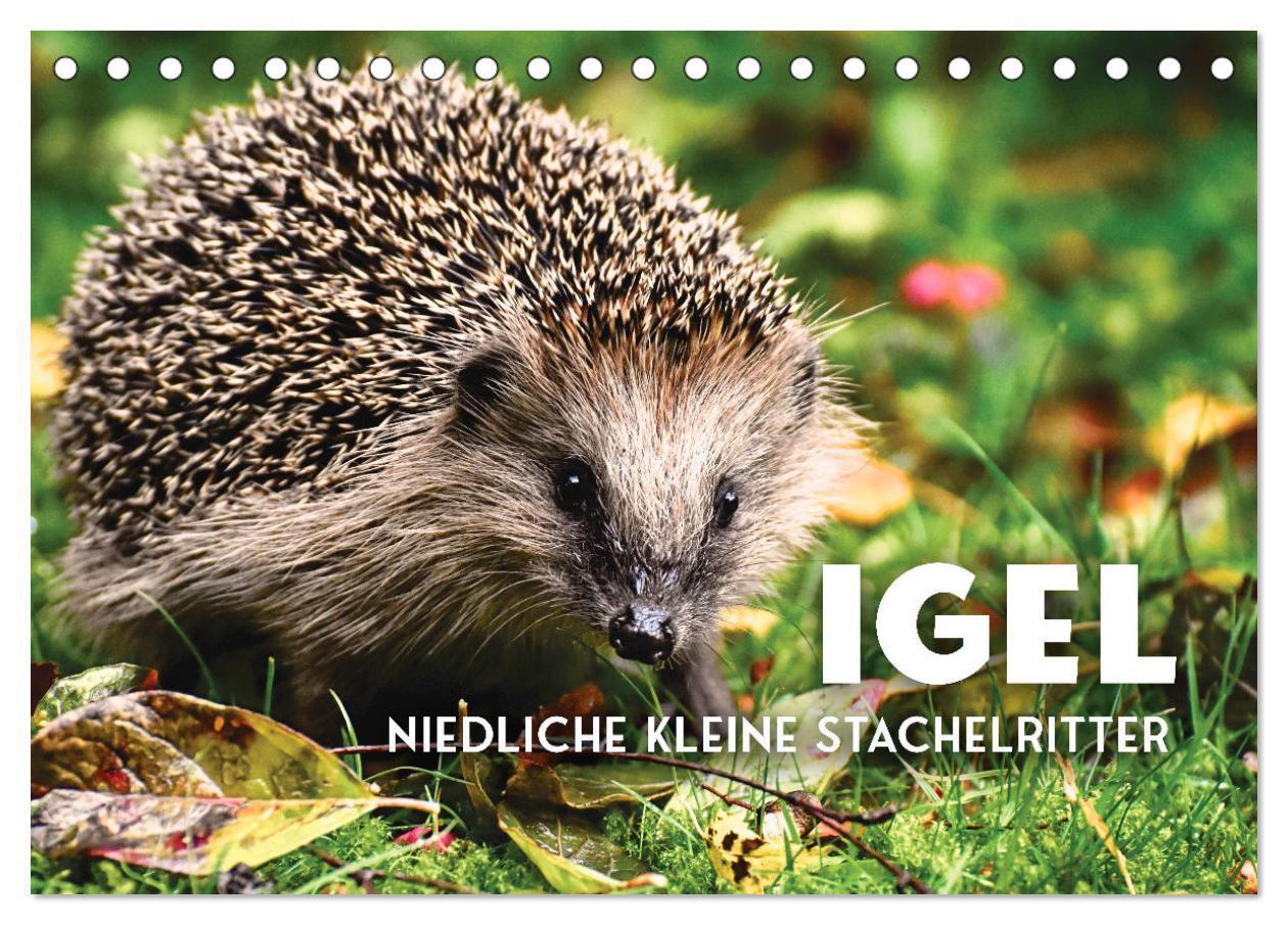 Cover: 9783675713116 | Igel - Niedliche kleine Stachelritter (Tischkalender 2024 DIN A5...