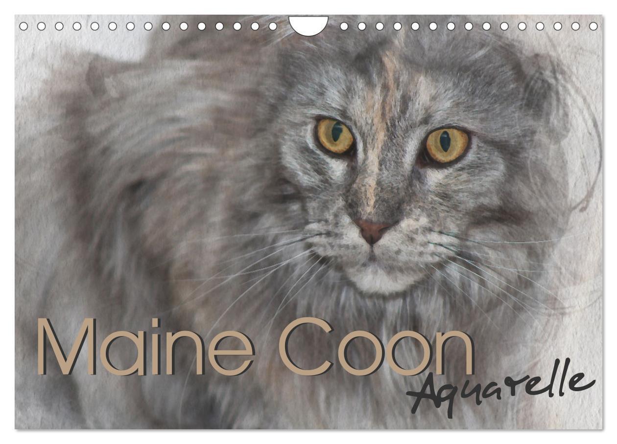 Cover: 9783675726383 | Maine Coon Aquarelle (Wandkalender 2024 DIN A4 quer), CALVENDO...