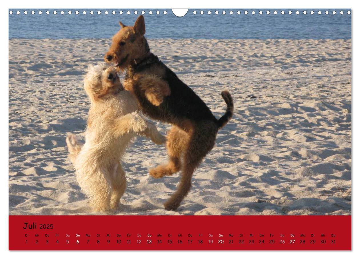 Bild: 9783435665488 | Airedale Terrier (Wandkalender 2025 DIN A3 quer), CALVENDO...