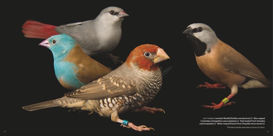 Bild: 9783866907287 | Vogelreich | Hommage an die Vielfalt | Joel Sartore (u. a.) | Buch
