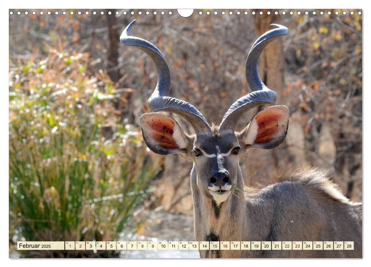 Bild: 9783435419074 | Afrika. Botswanas wundervolle Tierwelt (Wandkalender 2025 DIN A3...