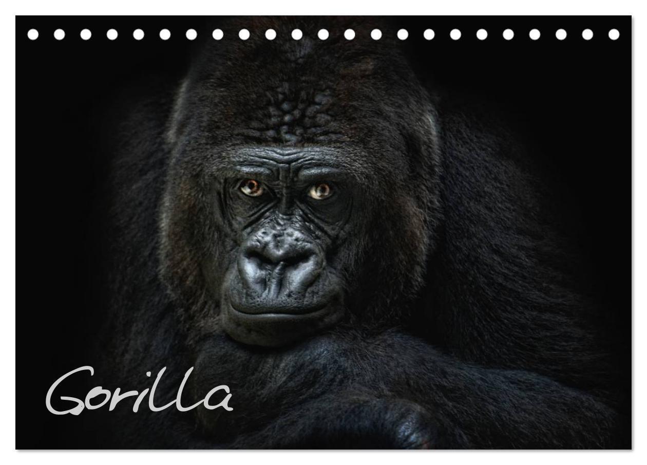 Cover: 9783675588738 | Gorilla (Tischkalender 2024 DIN A5 quer), CALVENDO Monatskalender
