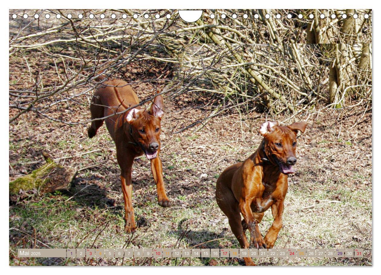 Bild: 9783435369614 | Rhodesian Ridgeback - Moments (Wandkalender 2025 DIN A4 quer),...