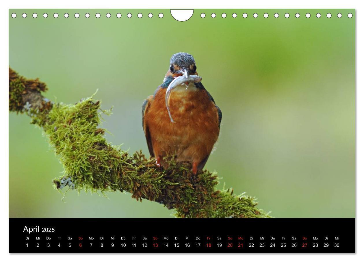 Bild: 9783435501229 | Der Eisvogel...fliegendes Juwel (Wandkalender 2025 DIN A4 quer),...