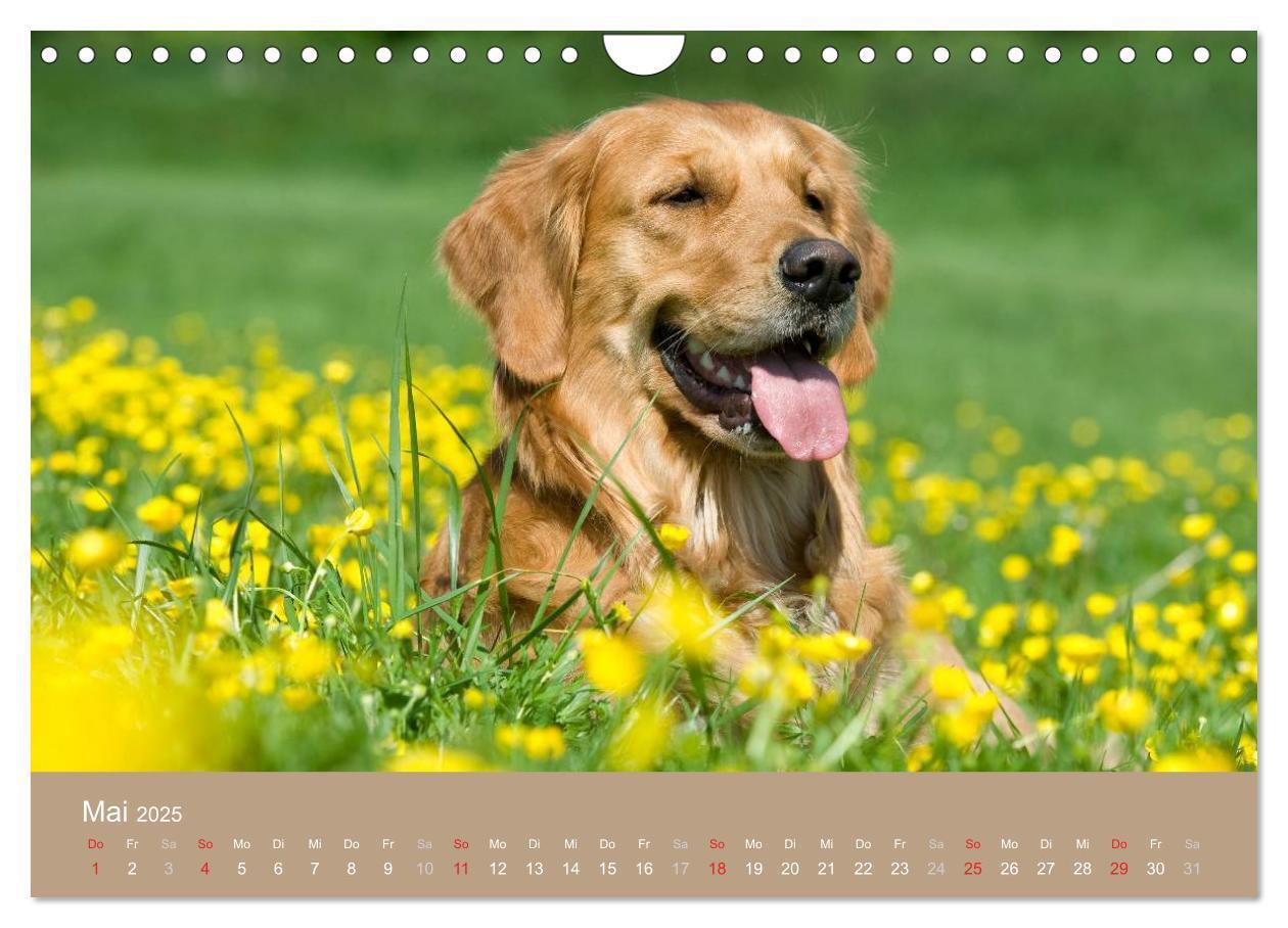 Bild: 9783435744107 | Golden Retriever (Wandkalender 2025 DIN A4 quer), CALVENDO...