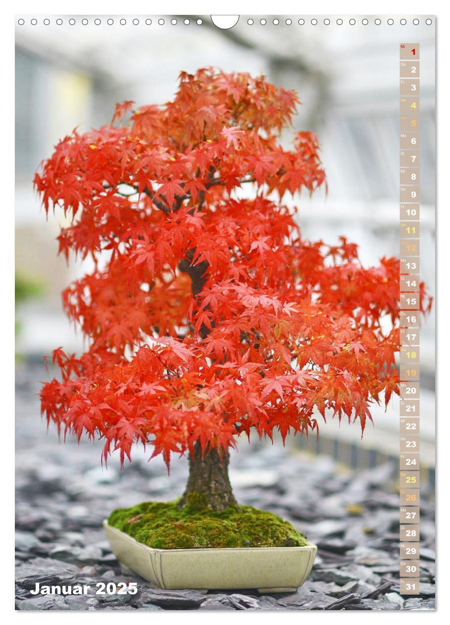 Bild: 9783435851232 | Bonsai: Gartenkunst im Kleinen (Wandkalender 2025 DIN A3 hoch),...