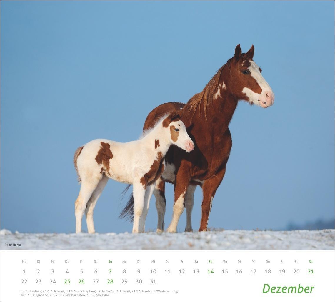 Bild: 9783756406890 | Pferde Bildkalender 2025 | Kalender | times&amp;more Kalender Heye | 14 S.