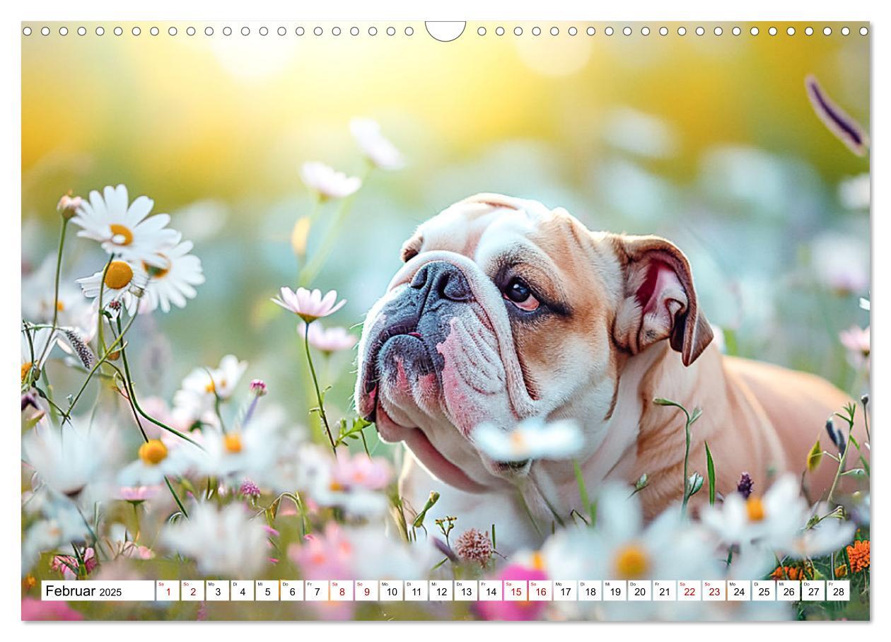 Bild: 9783383808067 | Englische Bulldoggen im Blütenmeer (Wandkalender 2025 DIN A3 quer),...