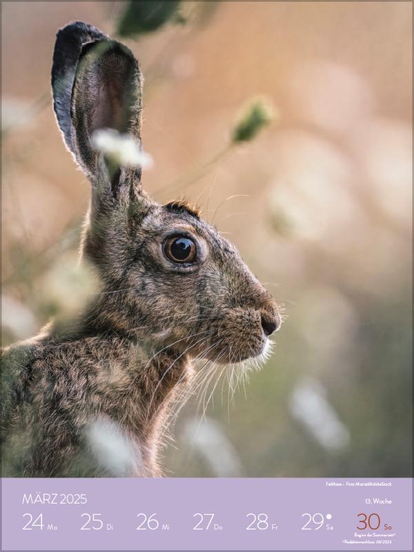 Bild: 9783731880448 | Heimische Tierwelt 2025 | Verlag Korsch | Kalender | Spiralbindung
