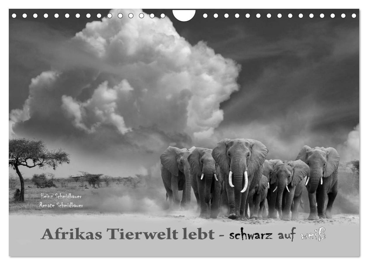 Cover: 9783383616518 | Afrikas Tierwelt lebt - schwarz auf weiß (Wandkalender 2024 DIN A4...