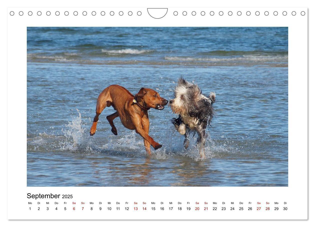 Bild: 9783383988028 | Rhodesian Ridgeback - Charmanter Dickkopf aus Afrika (Wandkalender...