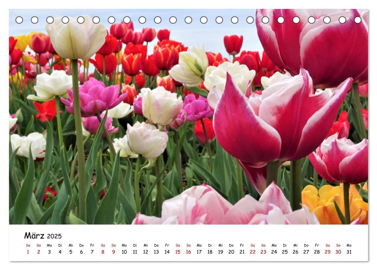 Bild: 9783435257782 | Tulpenblüte in Flevoland 2025 (Tischkalender 2025 DIN A5 quer),...