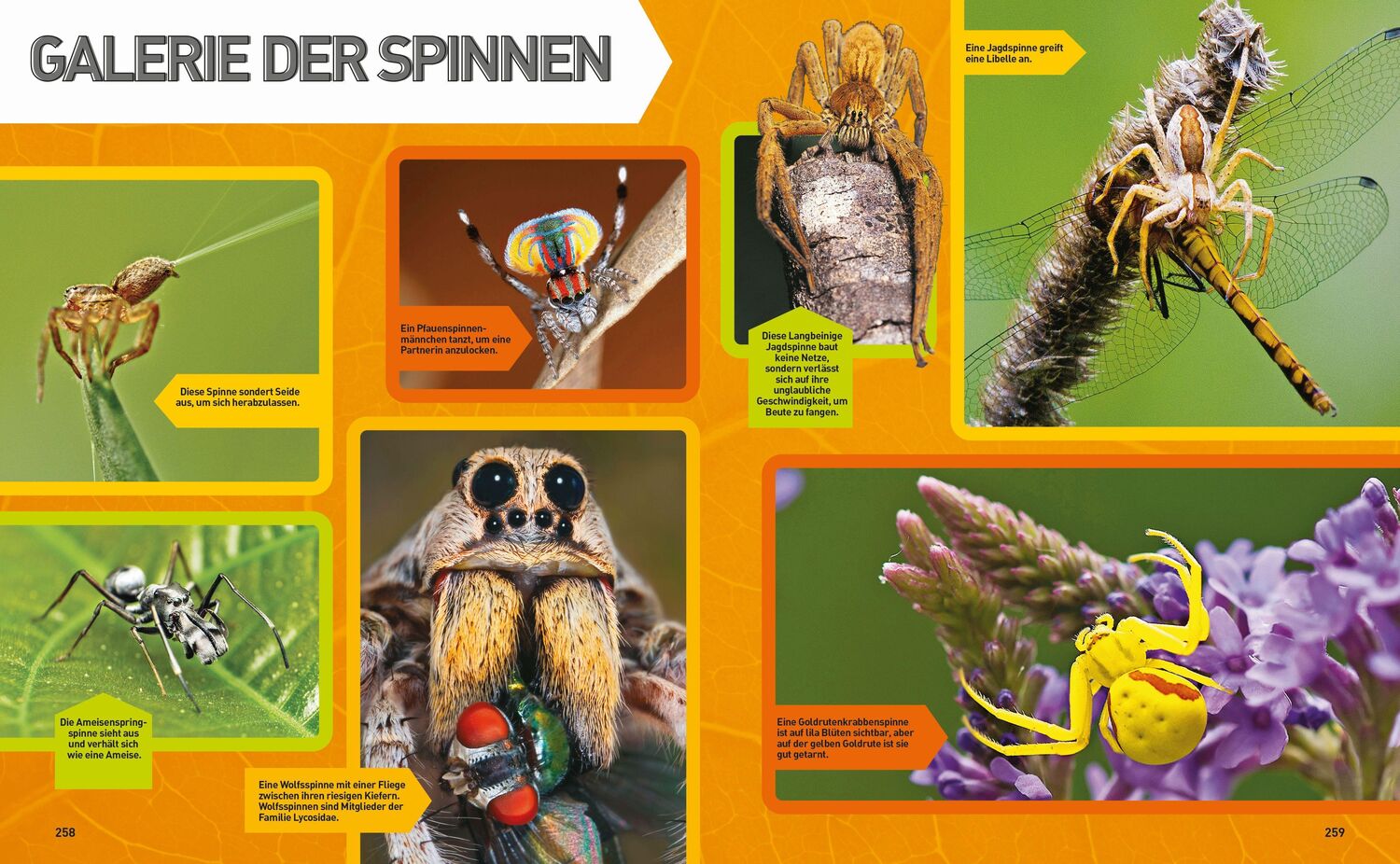 Bild: 9788863125436 | Insekten-Enzyklopädie: Die Wunderwelt von Käfer & Co. | Buch | Deutsch