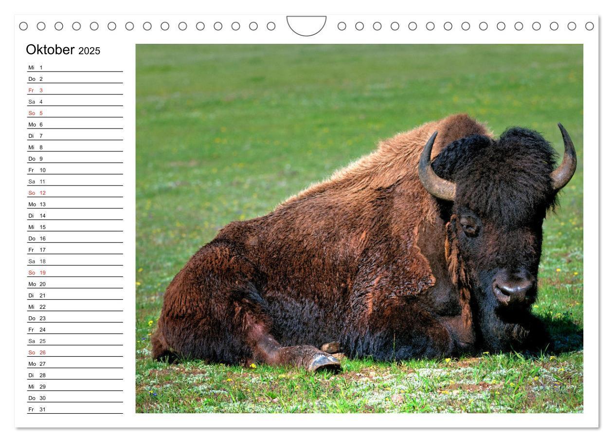 Bild: 9783435537174 | Der nordamerikanische Bison (Wandkalender 2025 DIN A4 quer),...