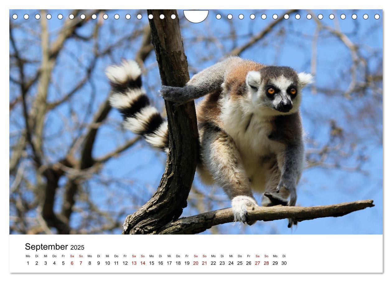 Bild: 9783383998409 | Naturparadies Madagaskar (Wandkalender 2025 DIN A4 quer), CALVENDO...