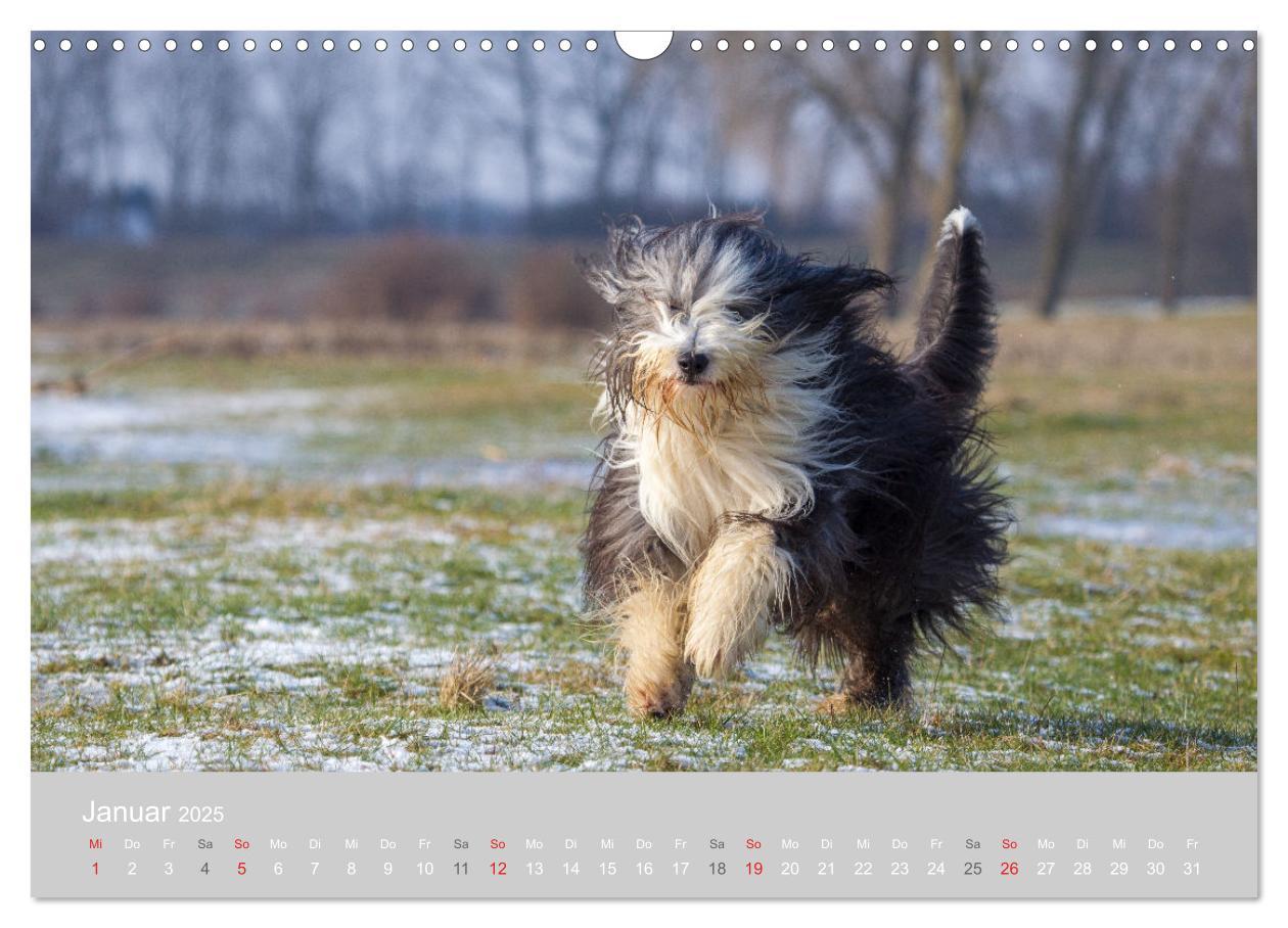 Bild: 9783435426904 | BEARDED COLLIES 2025 (Wandkalender 2025 DIN A3 quer), CALVENDO...