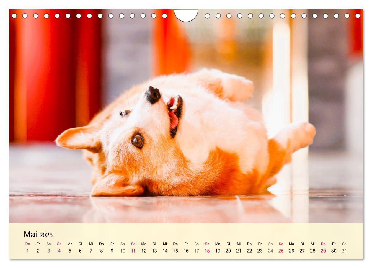 Bild: 9783435020119 | Welsh Corgi. Zauberhafter Dickkopf auf kurzen Beinen (Wandkalender...