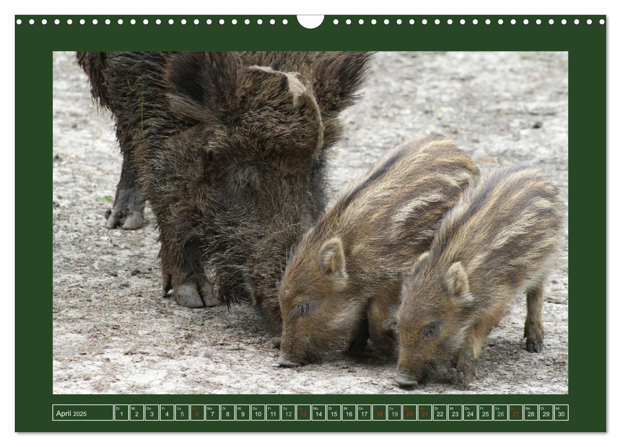 Bild: 9783435777525 | Schweinkram - Die Wildschweine sind los (Wandkalender 2025 DIN A3...