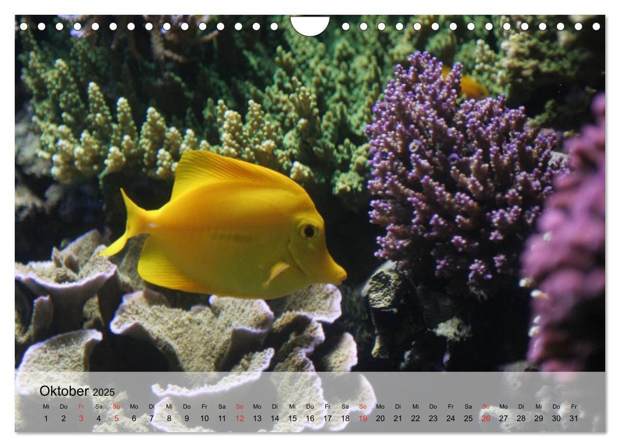 Bild: 9783435590827 | Knallbunte Wasserwelt. Die Welt der Fische (Wandkalender 2025 DIN...