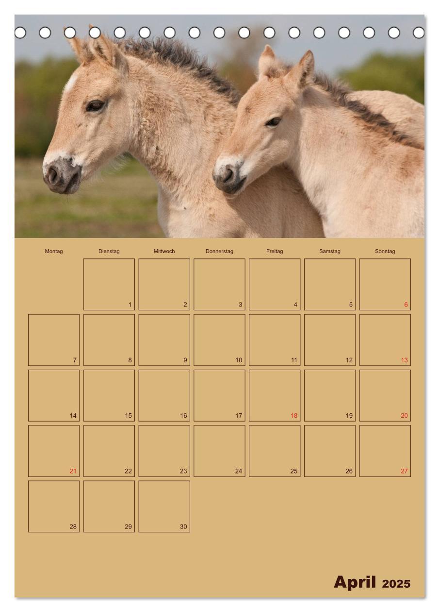 Bild: 9783457030592 | Pferde Gute Freunde (Tischkalender 2025 DIN A5 hoch), CALVENDO...