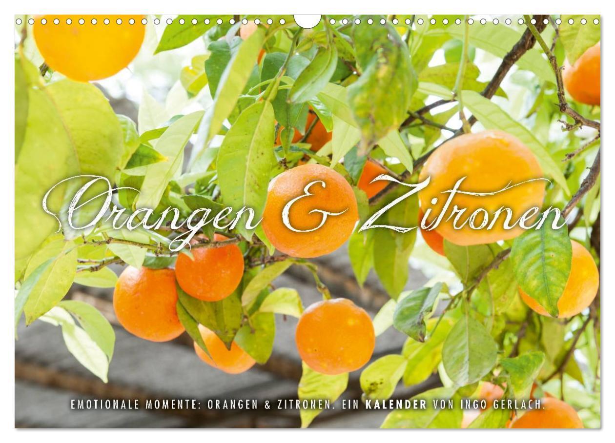 Cover: 9783383519260 | Emotionale Momente: Orangen &amp; Zitronen. (Wandkalender 2024 DIN A3...