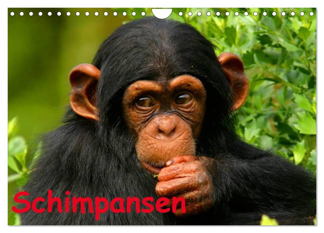 Cover: 9783383531521 | Schimpansen (Wandkalender 2024 DIN A4 quer), CALVENDO Monatskalender