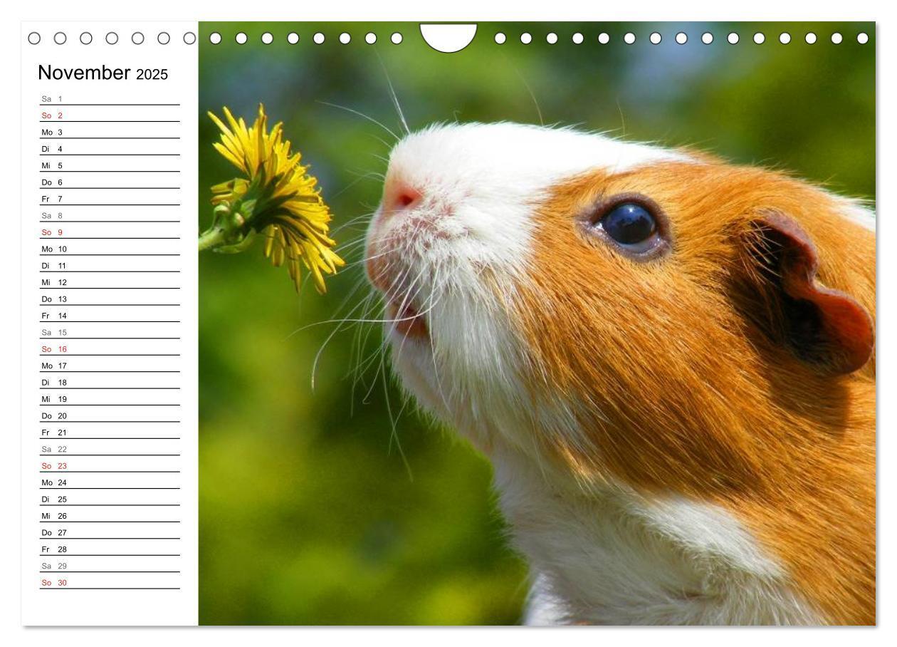 Bild: 9783435719686 | Meerschweinchen Niedliche Herzensbrecher (Wandkalender 2025 DIN A4...