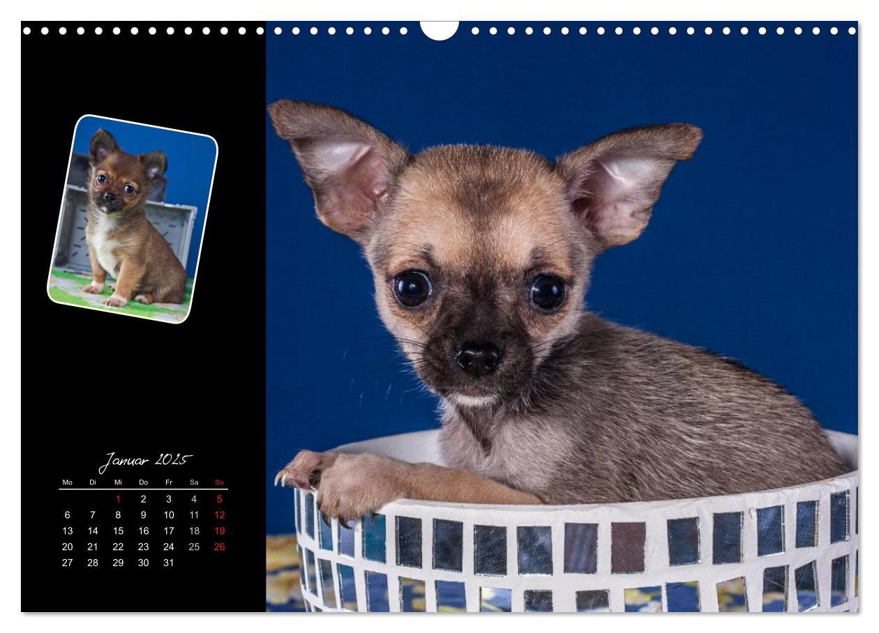 Bild: 9783435835294 | Chihuahua Welpen und Freunde (Wandkalender 2025 DIN A3 quer),...