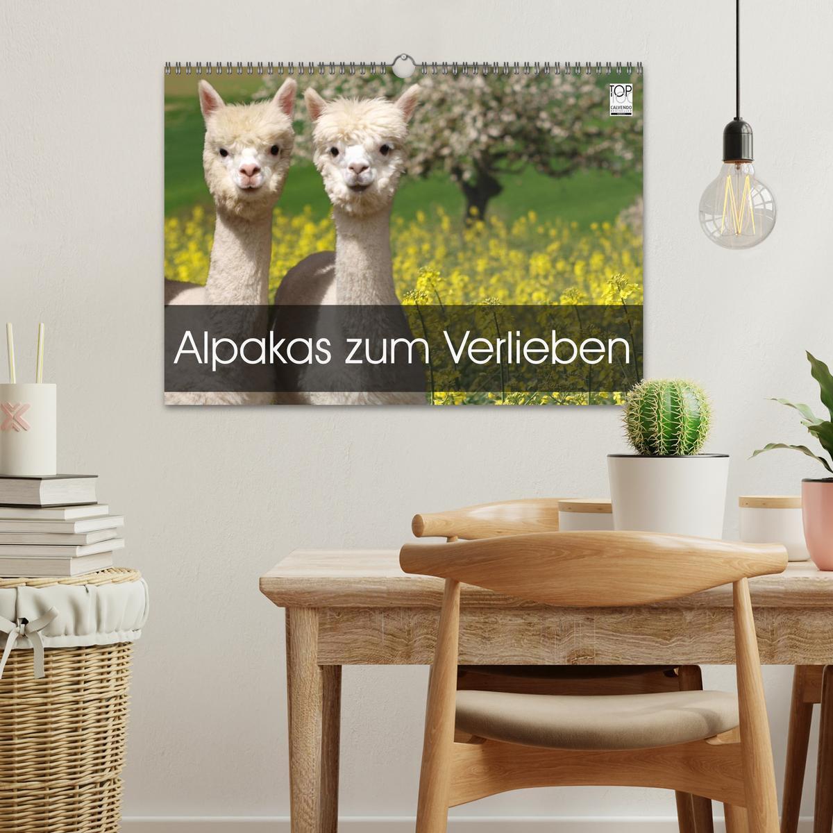 Bild: 9783435562275 | Alpakas zum Verlieben (Wandkalender 2025 DIN A3 quer), CALVENDO...