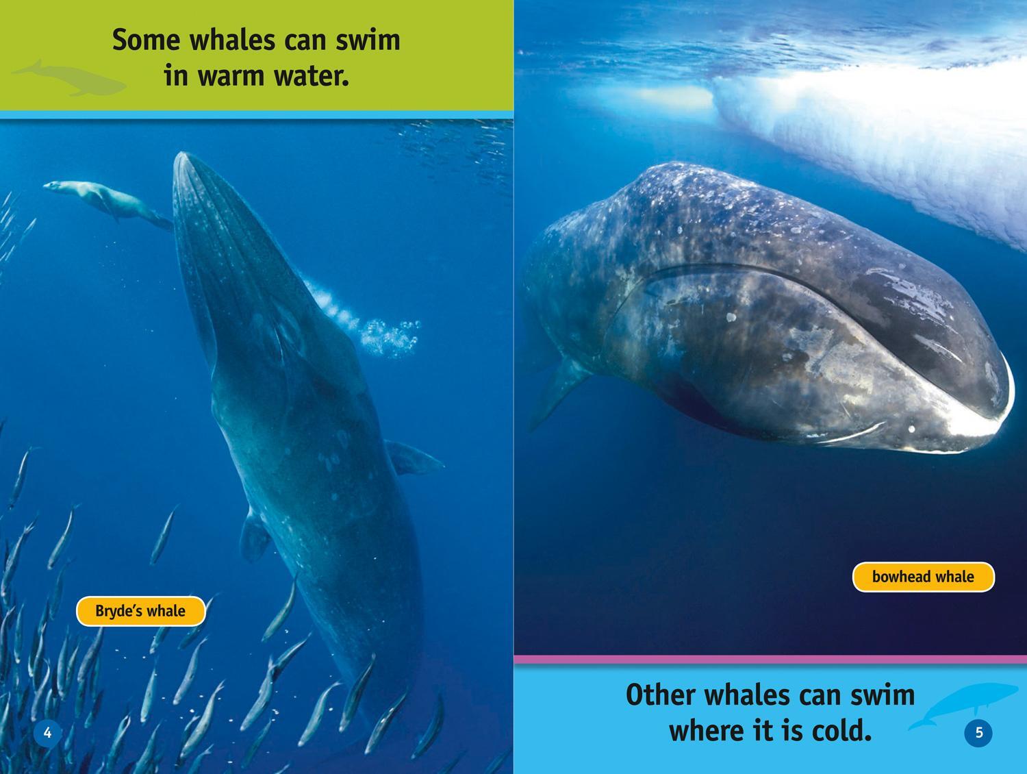 Bild: 9780008422196 | Whales | Level 1 | Jennifer Szymanski (u. a.) | Taschenbuch | Englisch