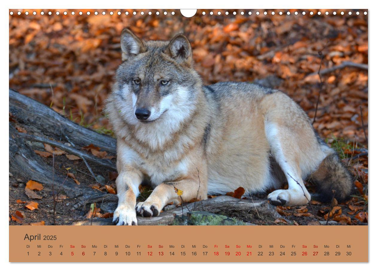 Bild: 9783435393398 | Begegnungen DER WOLF (Wandkalender 2025 DIN A3 quer), CALVENDO...