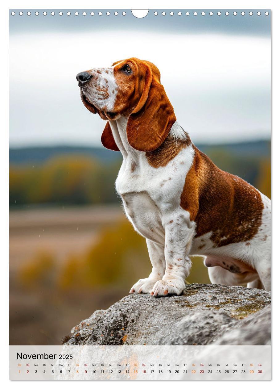 Bild: 9783383779886 | Basset Hound - freundlich und anhänglich (Wandkalender 2025 DIN A3...