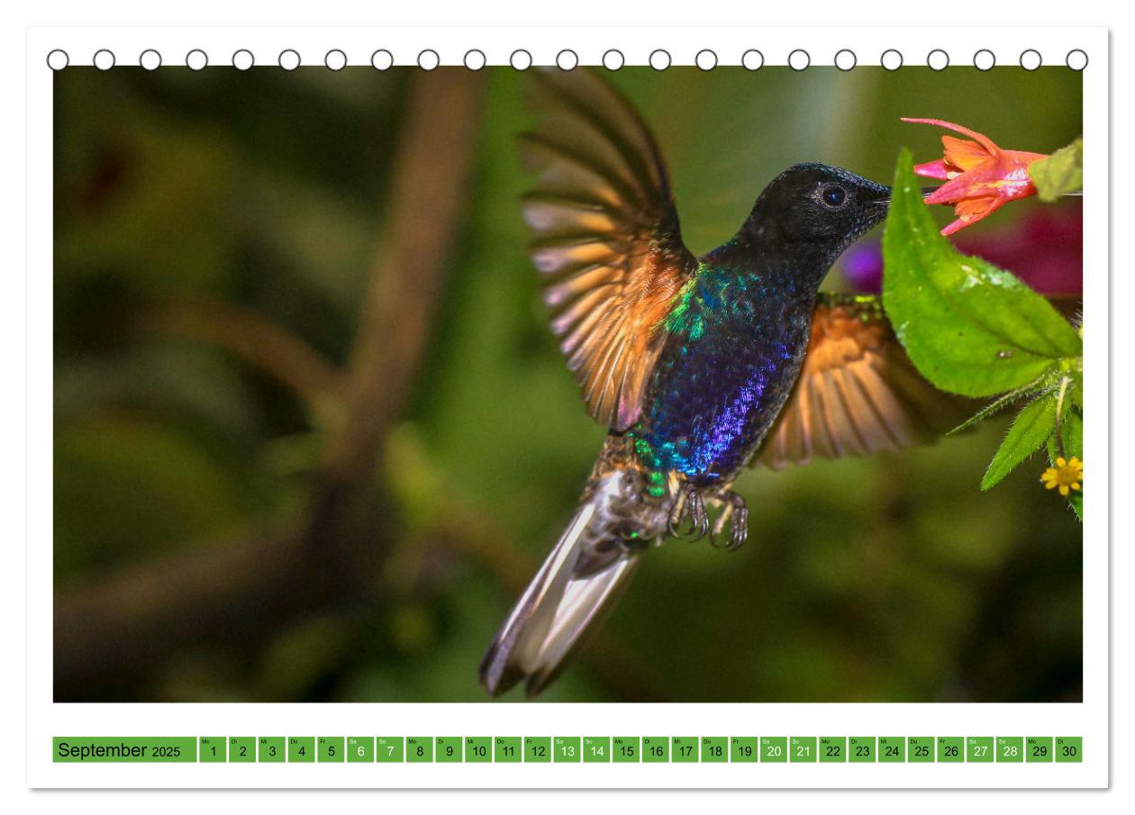 Bild: 9783435428588 | Kolibris; Anmut, Schönheit, Farben (Tischkalender 2025 DIN A5...