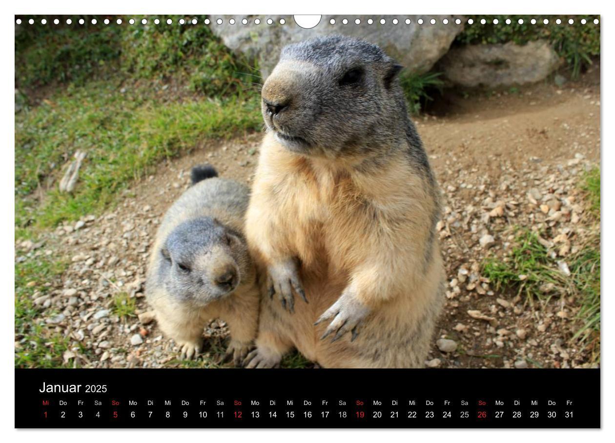 Bild: 9783435784219 | Murmeltiere (Wandkalender 2025 DIN A3 quer), CALVENDO Monatskalender