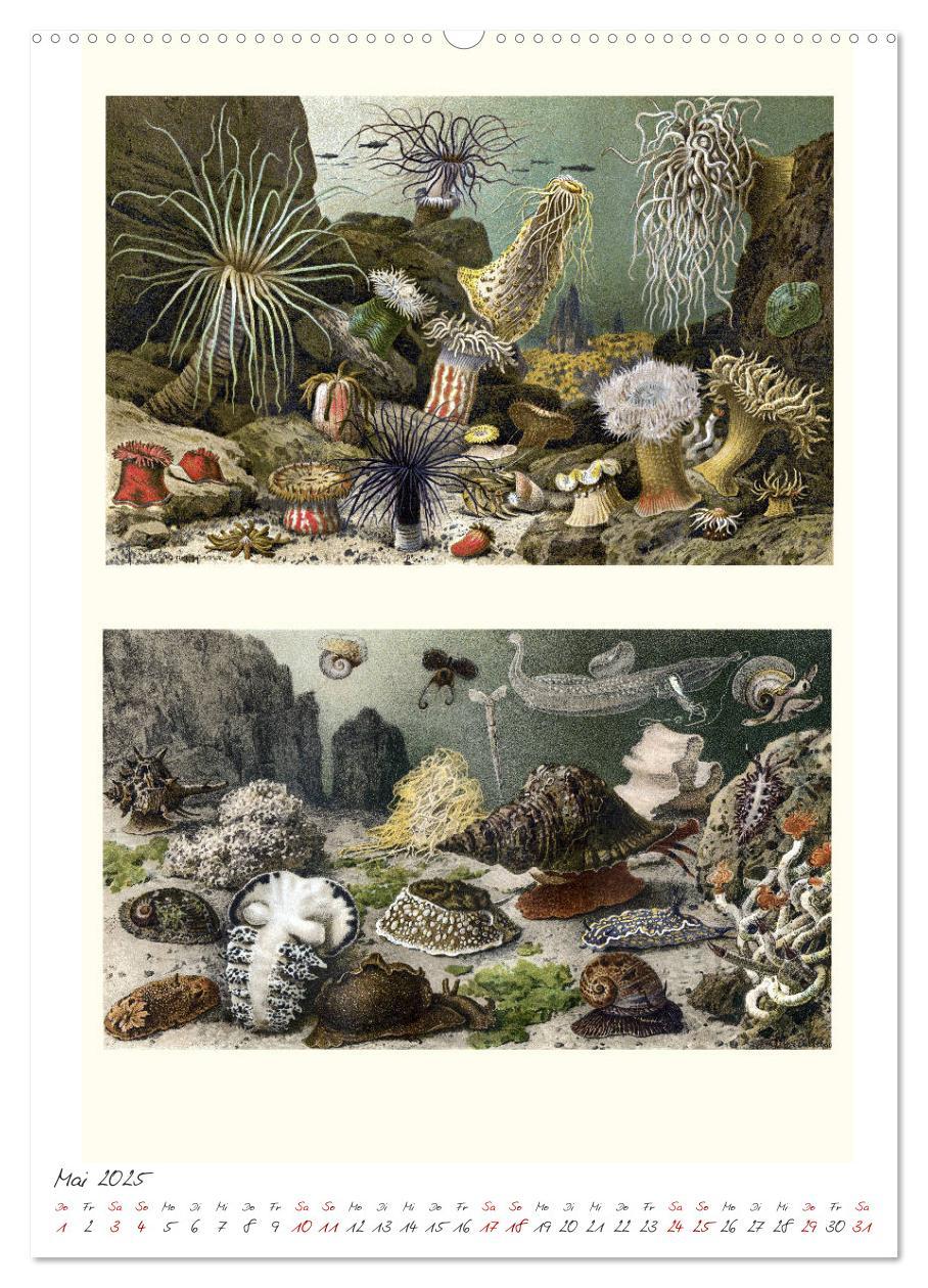 Bild: 9783435978236 | Formenspiele der Evolution. Chromolithographien des 19....