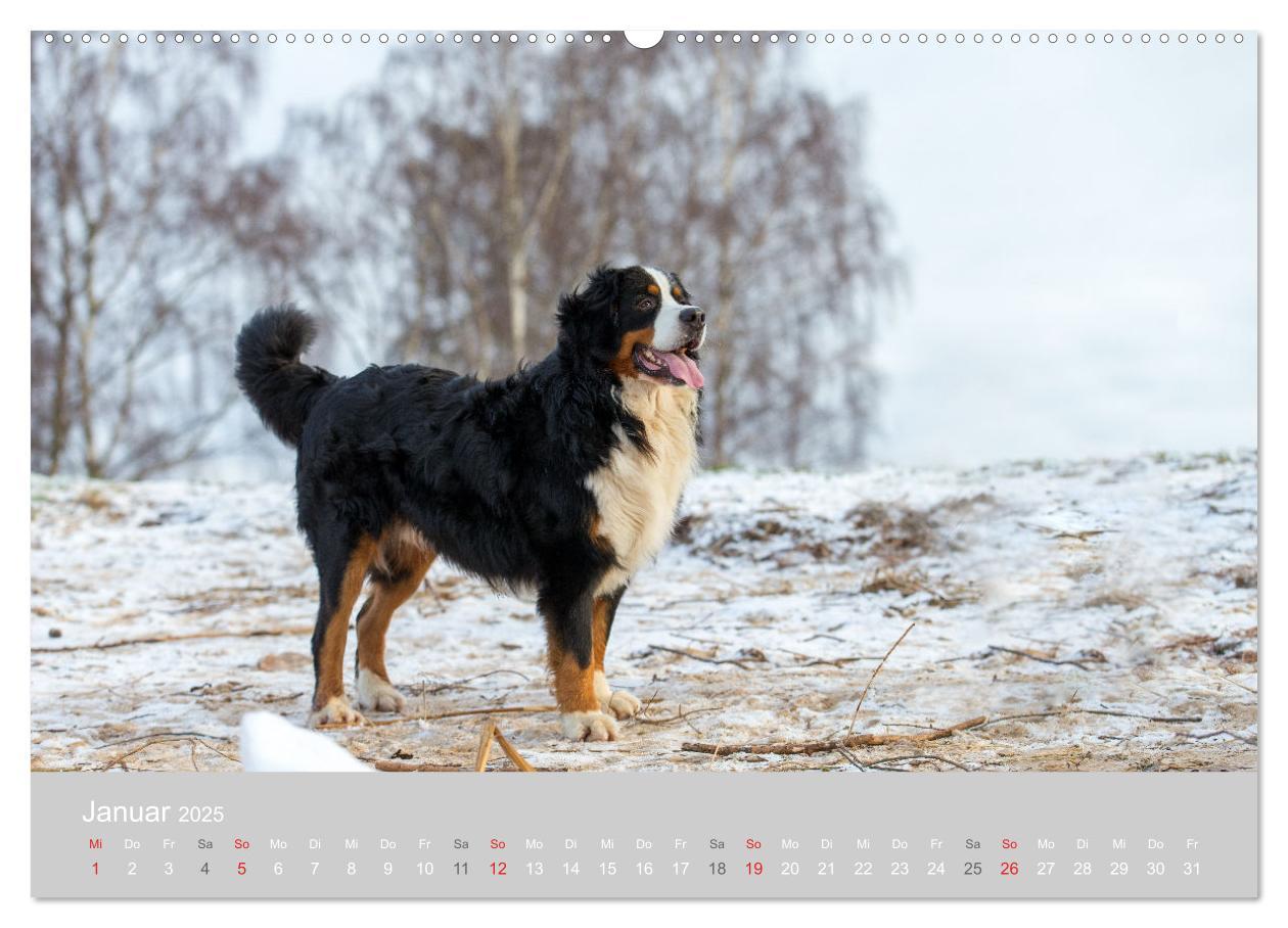 Bild: 9783435659012 | Liebling BERNER SENNENHUND (Wandkalender 2025 DIN A2 quer),...