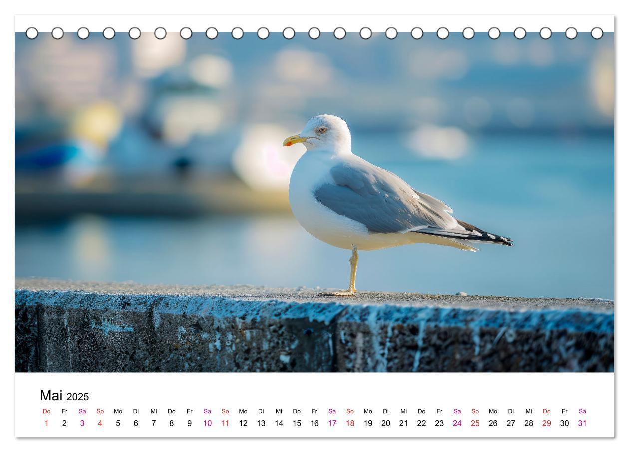 Bild: 9783457162484 | Maritim pur - Möwen (Tischkalender 2025 DIN A5 quer), CALVENDO...