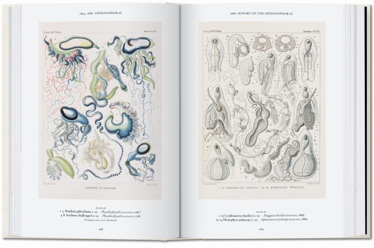 Bild: 9783836584265 | Ernst Haeckel. Kunst und Wissenschaft. 40th Ed. | Julia Voss (u. a.)