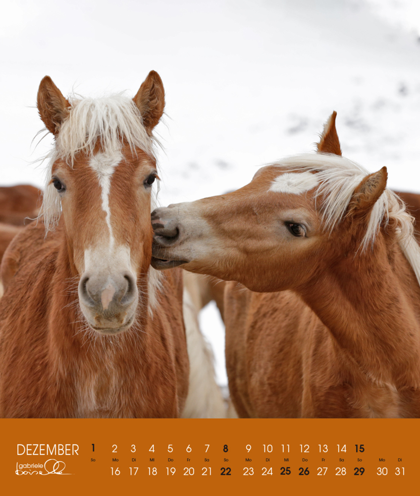 Bild: 9783964120762 | Haflinger 2025 | Haflinger Pferde | Gabriele Boiselle | Kalender