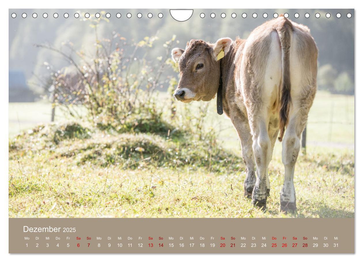 Bild: 9783383832260 | Allgäuer Rindvieh 2025 (Wandkalender 2025 DIN A4 quer), CALVENDO...