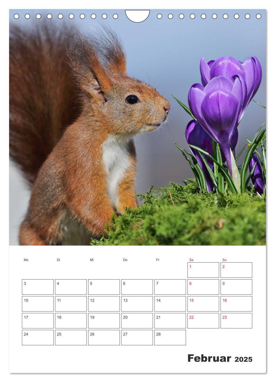 Bild: 9783435956517 | Eichhörnchen Luna (Wandkalender 2025 DIN A4 hoch), CALVENDO...