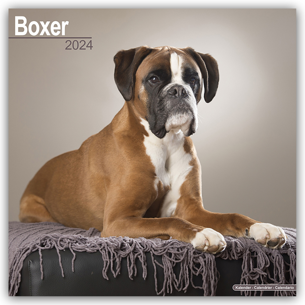 Cover: 9781804600214 | Boxer 2024 - 16-Monatskalender | Avonside Publishing Ltd | Kalender