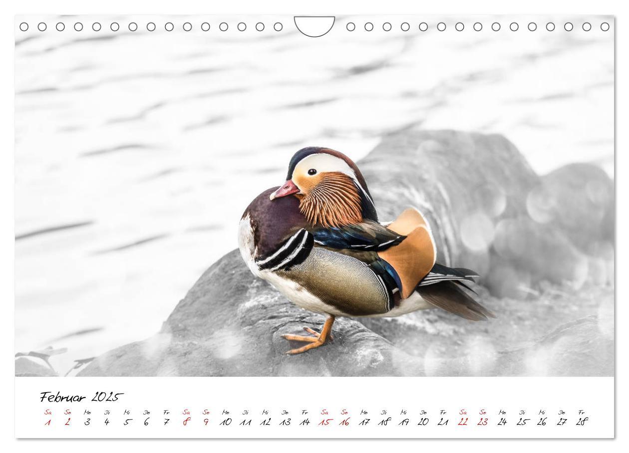 Bild: 9783435365418 | Abenteuer einer Mandarinente (Wandkalender 2025 DIN A4 quer),...