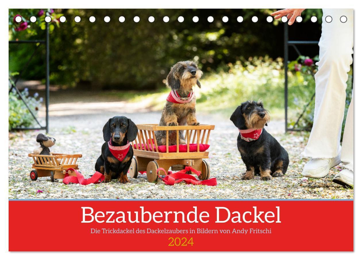 Cover: 9783383716379 | Bezaubernde Dackel (Tischkalender 2024 DIN A5 quer), CALVENDO...